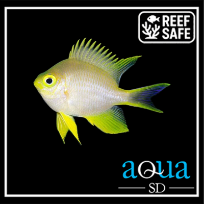 Staghorn Damsel; Yellow - Amblyglyphidodon ternatensis