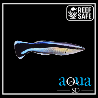 cleaner wrasse - Labroides dimidiatus / bluestreak cleaner wrasse