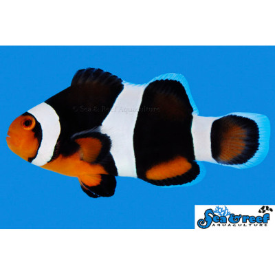 Black Photon Storm Clownfish - Amphiprion ocellaris