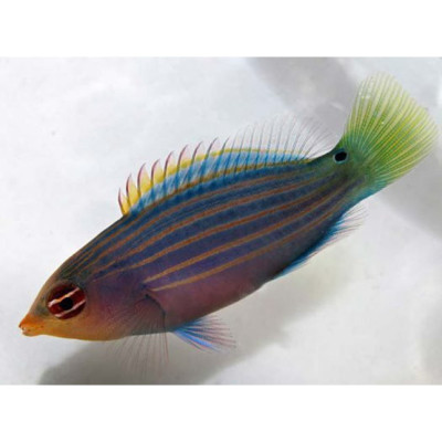 Six Line Wrasse