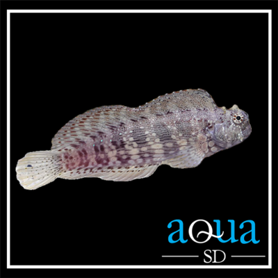 Lawnmower Blenny - Salarias fasciatus