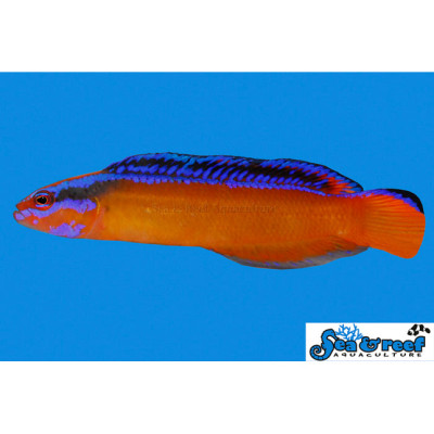 Neon Dottyback - Pseudochromis aldabraensis