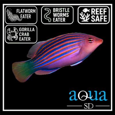Six Line Wrasse - Pseudocheilinus hexataenia