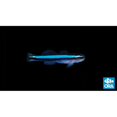 Neon Goby - Elacatinus oceanops