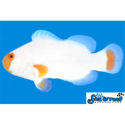Tangerine Maine Blizzard Clownfish - Amphiprion percula