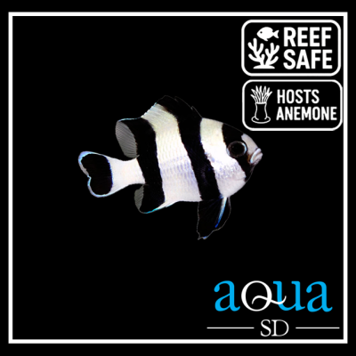 Striped Damsel (3 Stripes) - Dascyllus aruanus