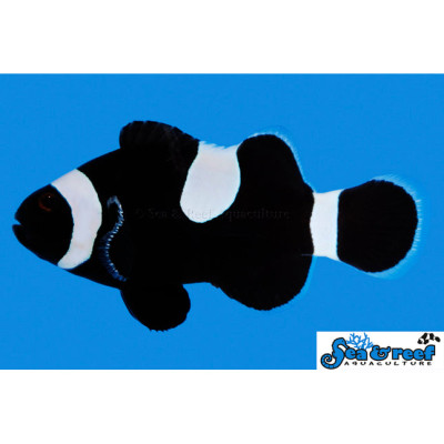 Darwin Misbar Clownfish - Amphiprion ocellaris