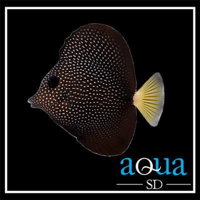 Gem Tang - Zebrasoma gemmatum