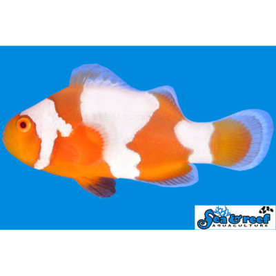 Tangerine Albino Snowflake Ocellaris Clownfish - Amphiprion ocellaris