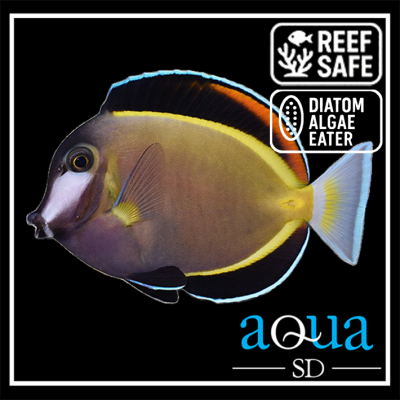 Powder Brown Surgeon - Acanthurus japonicus