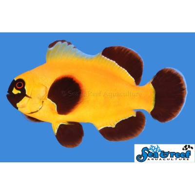 Gold Nugget Maroon Clownfish - Premnas biaculeatus