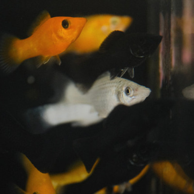 Saltwater Molly (Poecilia latipinna)