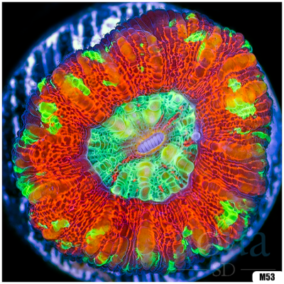 Ultra Button Scolymia