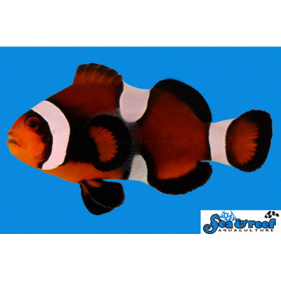 Maine Mocha Clownfish - Amphiprion ocellaris