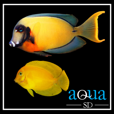 Chocolate (Yel.Mimic) Tang - Acanthurus pyroferus