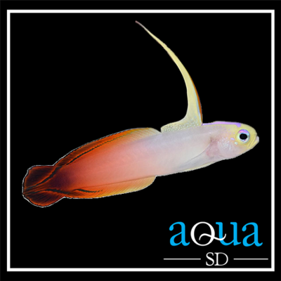 Red Firefish Goby (Nemateleotris magnifica)