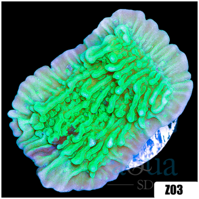 JF Colf Fusion Monti Cap