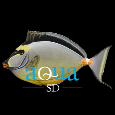 Naso Tang (Naso lituratus)