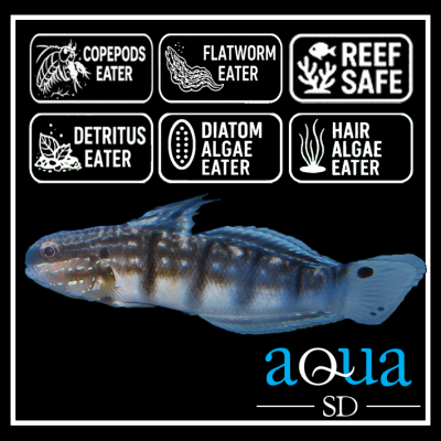 Dragon Goby - Amblygobius phaleana