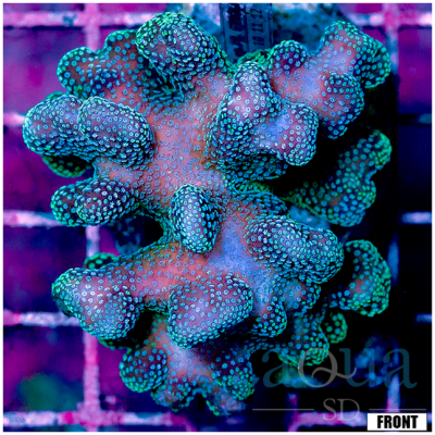 Indo Stylophora Colony