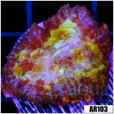 Blood Mage Rhodactis