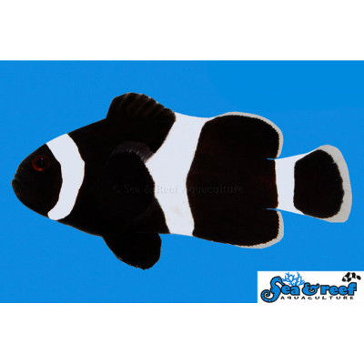 Darwin Ocellaris Clownfish - Amphiprion ocellaris