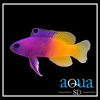 Royal Gramma Basslet - Gramma loreto