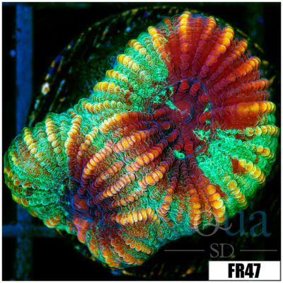 Tiger Striped Christmas Favia