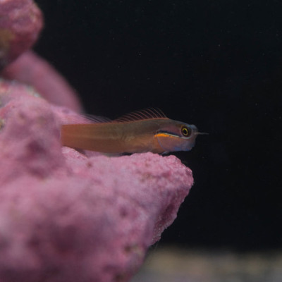 Tailspot Blenny (Ecsenius stigmatura)
