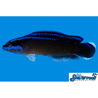 Black Neon Dottyback - Pseudochromis springeri x Pseudochromis aldabraensis
