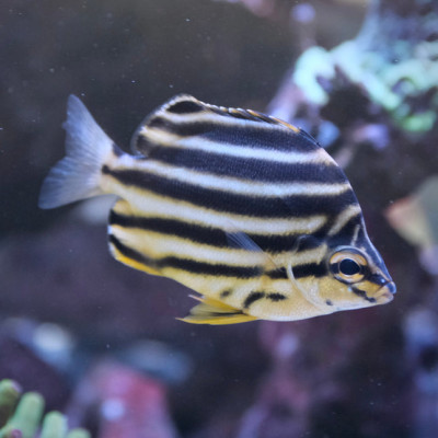 Australian Stripey (Microcanthus strigatus)
