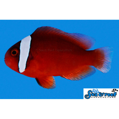 Tomato Clownfish - Amphiprion frenatus