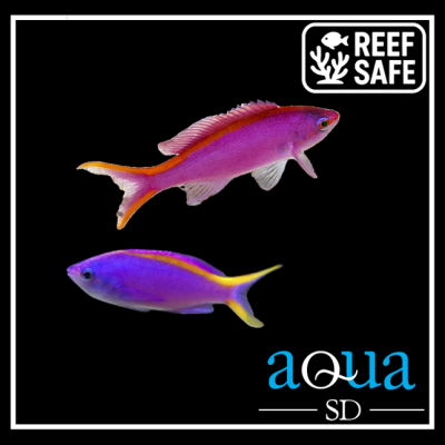 Female Purple Queen Anthias - Pseudanthias tuka