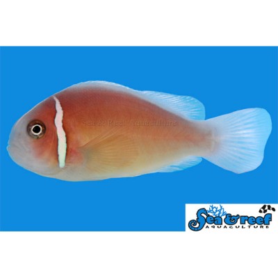 Pink Skunk Clownfish - Amphiprion perideraion