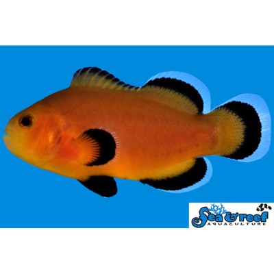 Mochaccino Clownfish - Amphiprion ocellaris