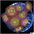 Princess Peach Zoa