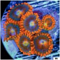 Fire Surge Zoanthid
