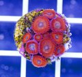 Charmander Zoanthids