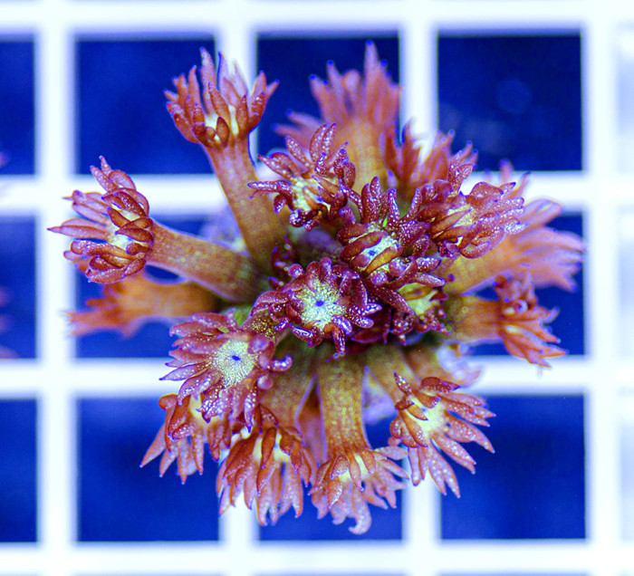 Australian Premium Glitter Bomb Goniopora