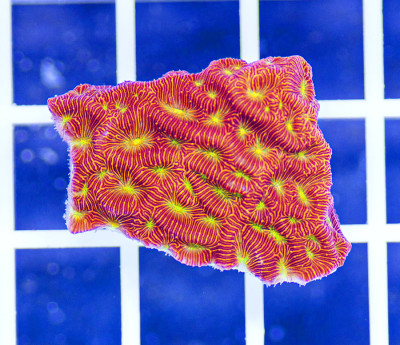 Aquacultured Premium Jack-o-Lantern Leptoseris (Cyphastrea)