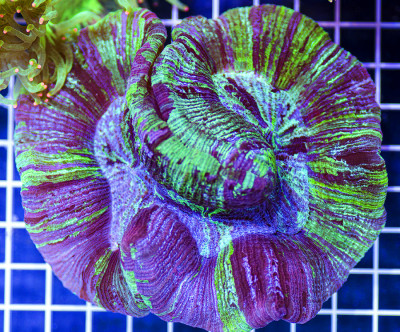Indonesian Premium Cool Slide Trachyphyllia