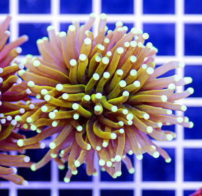 Indonesian Premium Goldenrod Torch Euphyllia