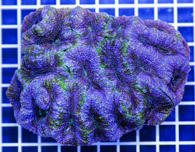 Australian Peerless Acanthastrea bowerbankii