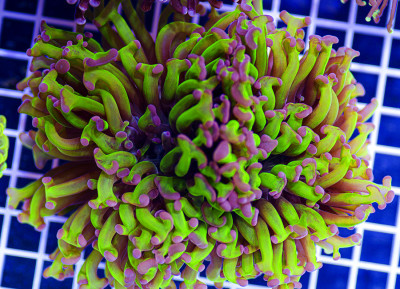 Australian Premium Neon and Purple Hammer Euphyllia
