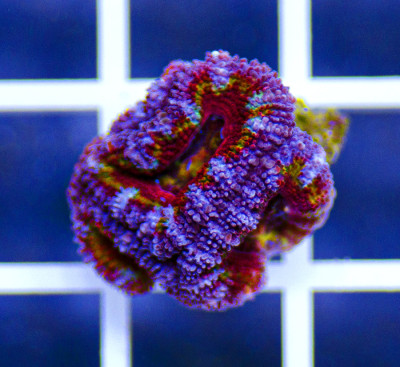 Australian Peerless Acanthastrea