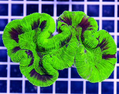 Australian Premium Burnt Neon Trachyphyllia