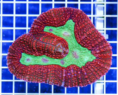 Australian Premium Holiday Symphyllia (Lobophyllia)
