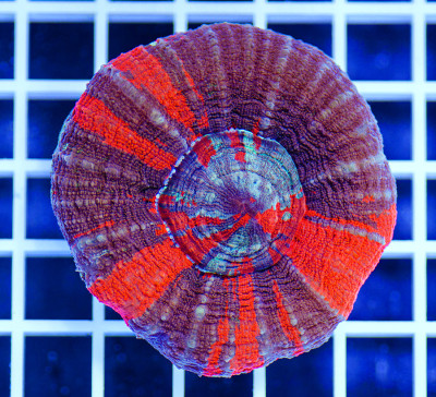 Australian Premium War Paint Scolymia