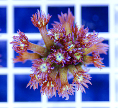 Australian Premium Glitter Bomb Goniopora