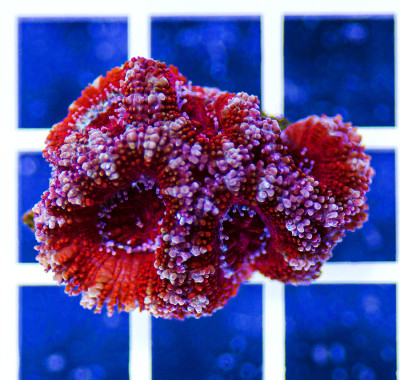 Australian Peerless Acanthastrea